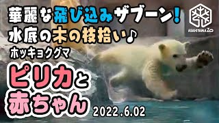 【旭山動物園】水底の木の枝拾う遊び♪華麗にザブーン！🐻‍❄️💦🐻‍❄️ピリカの赤ちゃん(6/2) [Asahiyama Zoo] Polar bear, Pirika and her baby.