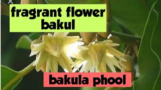 How to grow bakul plant from seed/mimusops elengi plant grow Kare seed se/bakul tree grow Kare seed