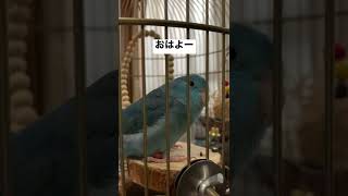 マメルリハインコの糞はこんな感じ