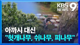 “꿀도 얻고 목재도 쓰고” 아까시 다음 나무는? [9시 뉴스] / KBS  2024.06.15.