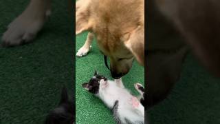 My dog Jack playing with his friend cali the cat #dogplaying #puppyvideos #jackthedogking