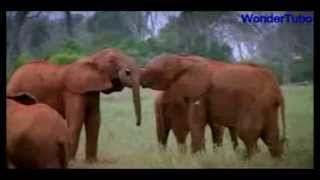 elephant huge animal suffer