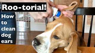 How to Clean Dog Ears with Roger the Beagle!