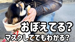 １年ぶりの再会‼︎犬は覚えてるのか⁉︎【chihuahua】【ブラックタン】【多頭飼い】【チワワ】