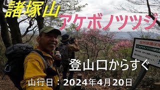 【登山】九州脊梁諸塚山のアケボノツツジ。登山口からすぐ。