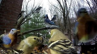 Birds (after the snow/ice) cat approved entertainment