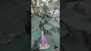 మా ఇంట్లో ఉంది.ఈ చెట్టు ఎంత మందికి తెలుసు.#myhome #plantname ?#shorts