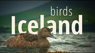 BIRDS OF ICELAND 🇮🇸 | selection of waterfowl and gulls | #birds #nature #wildlife