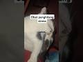 Hilang streess bangun liat mpuss #cat #catlover #kucinglucu #shorts #fypシ゚viral #fyp #viralshort