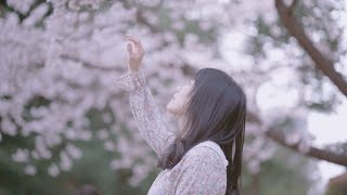 A Cinematic Journey with Cherry Blossoms on a Spring Day in Korea