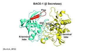 Alzheimer's Targets: Mechanism of APP Cleavage and Failures of BACE-1 Inhibition