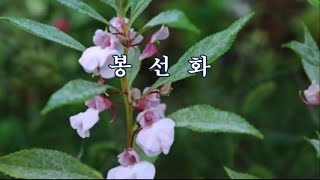 봉선화 (鳳仙花)  -김형준 시, 홍난파 곡 -채리숙 노래 -한국가곡100선