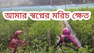 আমার স্বপ্নের মরিচ ক্ষেত#pepper