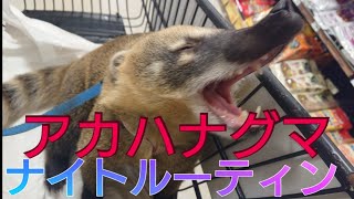 アカハナグマのナイトルーティン