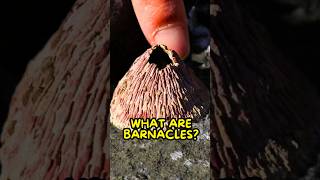 Barnacles Aren’t What You Think🫣