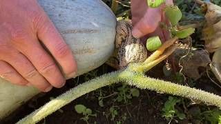 Winter Squash Harvest Tips