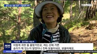 송이 캐고 탈춤 '얼쑤'··가을축제 개막 / 안동MBC