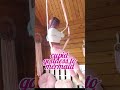 💓 cupid goddess to mermaid 🏹🧜🏼‍♀️ aerial tutorial 💖  aerialyoga aerial fitness