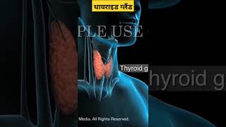 थायराइड ग्रंथि  Thyroid gland #thyroid #education