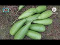 how to cultivate the bottle gourd in proper way লাউ চাষ পদ্ধতি প্রতিদিনের কৃষি