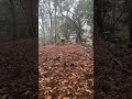 品野城の主郭にあるお稲荷様の祠