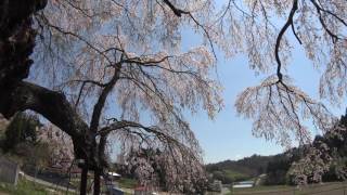 ４Ｋ 2017年桜　上石の不動ザクラ 福島県郡山市　４月25日撮影　C0104