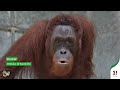 Orangutan Freedom: BOS Foundation's 37th Release Expedition - Meet the Candidates!