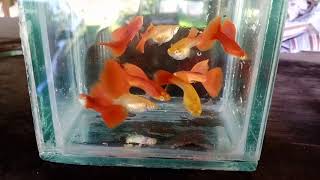 Albino full Red guppy, 全红白子孔雀鱼