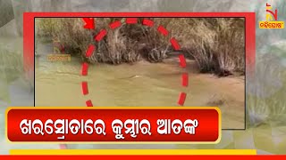 Jajpur: Crocodile Fear In Kharasrota River | NandighoshaTV