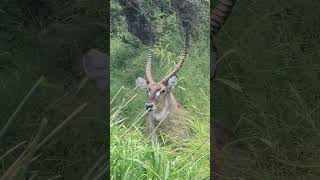 Majestic Waterbuck Bull: A Close Encounter in Kruger Park. #wildlife #krugersightings #safari