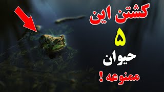 حیواناتی که در دین ما کشتن آنها ممنوع است - از شنیدن دلیل آن متعجب خواهید شد | ISA TV