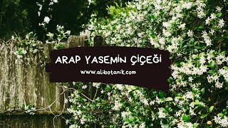 Arap Yasemin Çiçeği | Ali Botanik