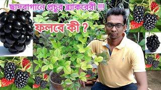 ছাদবাগানে ব্ল্যাকবেরী চাষ । Blackberry Fruit । ব্ল্যাকবেরী গাছ । #blackberryfruit #blackberryplant