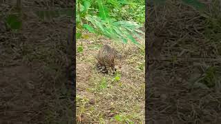 Forest Cat #shorts #forest #cat #cats #catlover #catvideos #catlovers #animals #viral #viralshorts