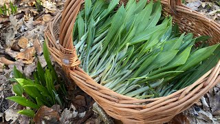 มารอบนี้มีเยอะและอวบสวย# แต่ละดงมีแต่สุดยอดเลยกระเทียมป่า# wild garlic.15/3/22.