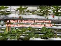 A Visit To Genting Strawberry Leisure Farms - 10/12/2022