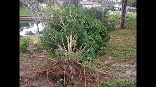 Replanting a large uprooted Chaya bush