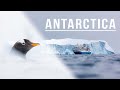 Wildlife Photography in Antarctica