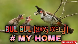 BUL BUL \u0026 BABY BULBUL. |    (ഇരട്ട തലച്ചി ),| മുട്ട ഇട്ടു വിരിഞ്ഞത് കാണാം | ...,  3 March 2022