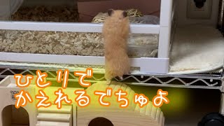 キンクマハムスター🐹桃ちゃん🍑の部屋んぽ🌿‬環境の見直し🌿‬安全対策🌿‬出来ることから…