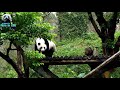 20171028 圓仔：哼！那邊不能爬我爬這邊 the giant panda yuan zai