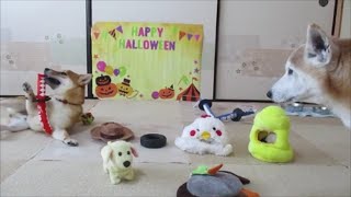 柴犬まめとちゃめの平凡な日常　その８　🎃