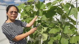 How to prune fruiting bottle gourd