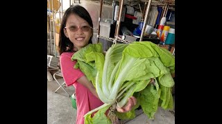 超高營養芽菜 水耕蔬菜 天天收成 自己種安心又健康 玩聚家讓家變好玩