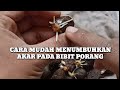 CARA CEPAT MENUMBUHKAN AKAR PADA BIBIT PORANG SEBELUM DITANAM