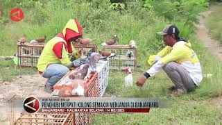 Penghobi merpati kolong semakin menjamur di Banjarbaru