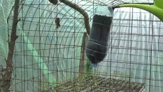 Cultivarea rosiilor in PET-uri  |  How to grow tomato plant in plastic bottles