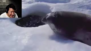 Markiplier breaks at a seal