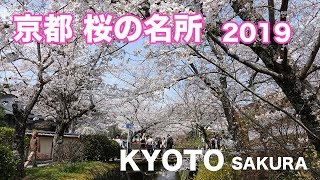 京都 桜の名所 2019　〜蹴上インクライン・哲学の道・南禅寺・平安神宮〜