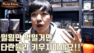 밀웜만 먹여서는 안됩니다!!